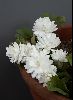 <em>Sanguinaria canadensis</em> 'Flore Plena'